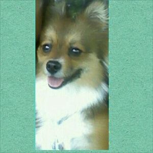 Meet your Posher, Ravinesh